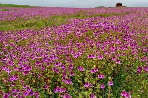 Explore Valley of Flowers at Kaas Plateau in Maharashtra’s Satara