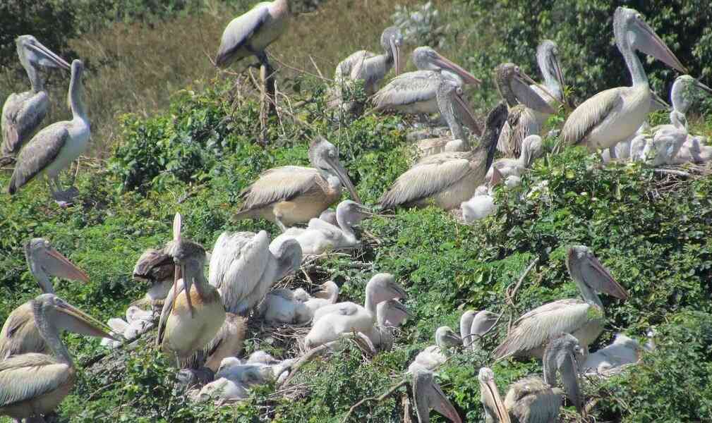 <strong></img>Escape to Nelapattu in Nellore, The Birds’ Paradise</strong>