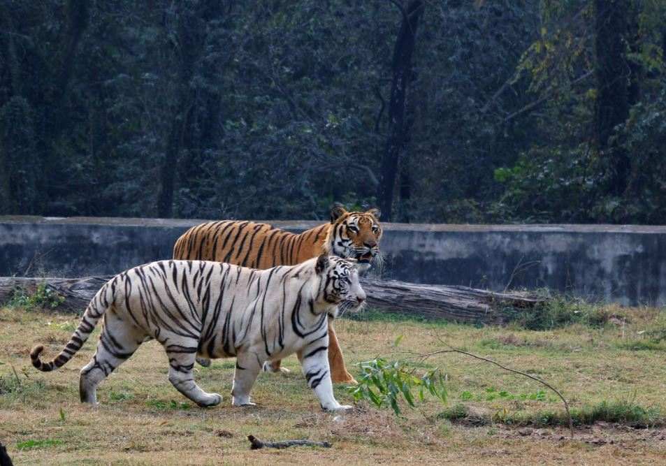 <strong>Chhat Bir Zoo – A Must Visit Largest Zoo in Punjab</strong>