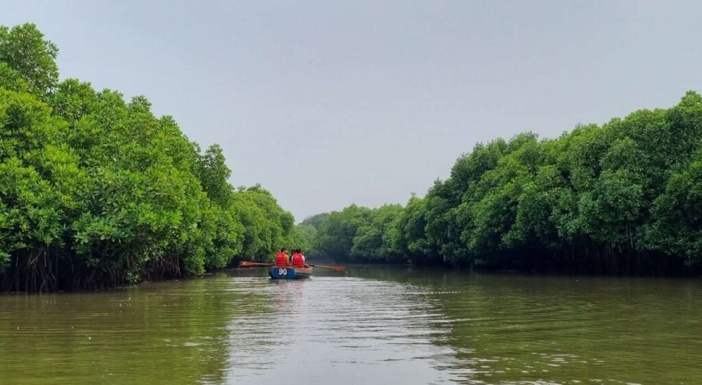 World's 2nd Largest Mangrove Forest, Pichavaram