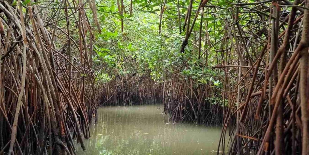 Pichavaram Mangrove Forest