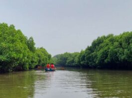 World's 2nd Largest Mangrove Forest, Pichavaram
