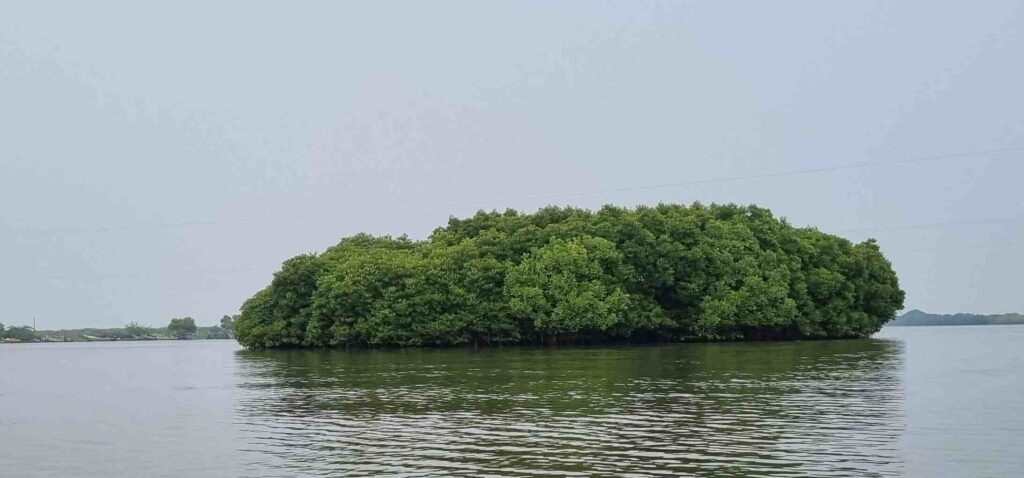 World's 2nd Largest Mangrove Forest, Pichavaram